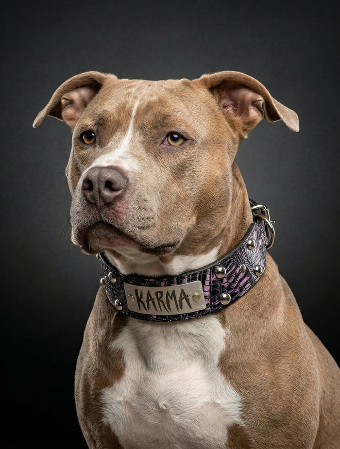 Dog wearing a collar with 'Karma' on a dark background